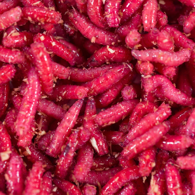 No Brand Appâts Vivants De Pêche, 1/2 L Asticots Rouges 3 No Brand Appâts Vivants De Pêche, 1/2 L Asticots Rouges