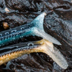 COMBO Leurres Souples Shad Lançon EELO 150 25g AYU/BLEU -Matériel De Pêche combo leurres souples shad lancon eelo 150 25g ayubleu 6